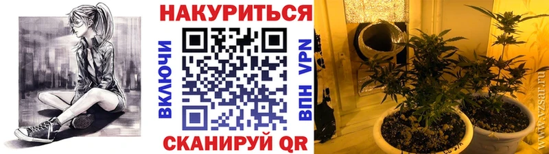 Шишки марихуана план  сколько стоит  Киров 